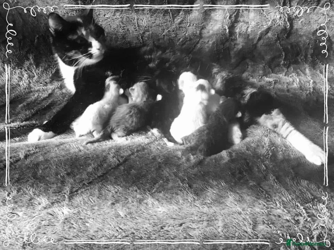 Mixed Breed cats for sale: Gorgeous Friendly Family Kittens  - Advert 6