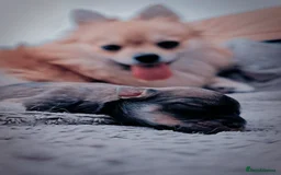 Pomeranian dogs for sale: Pomeranian puppies for loving and caring families  - Image 12