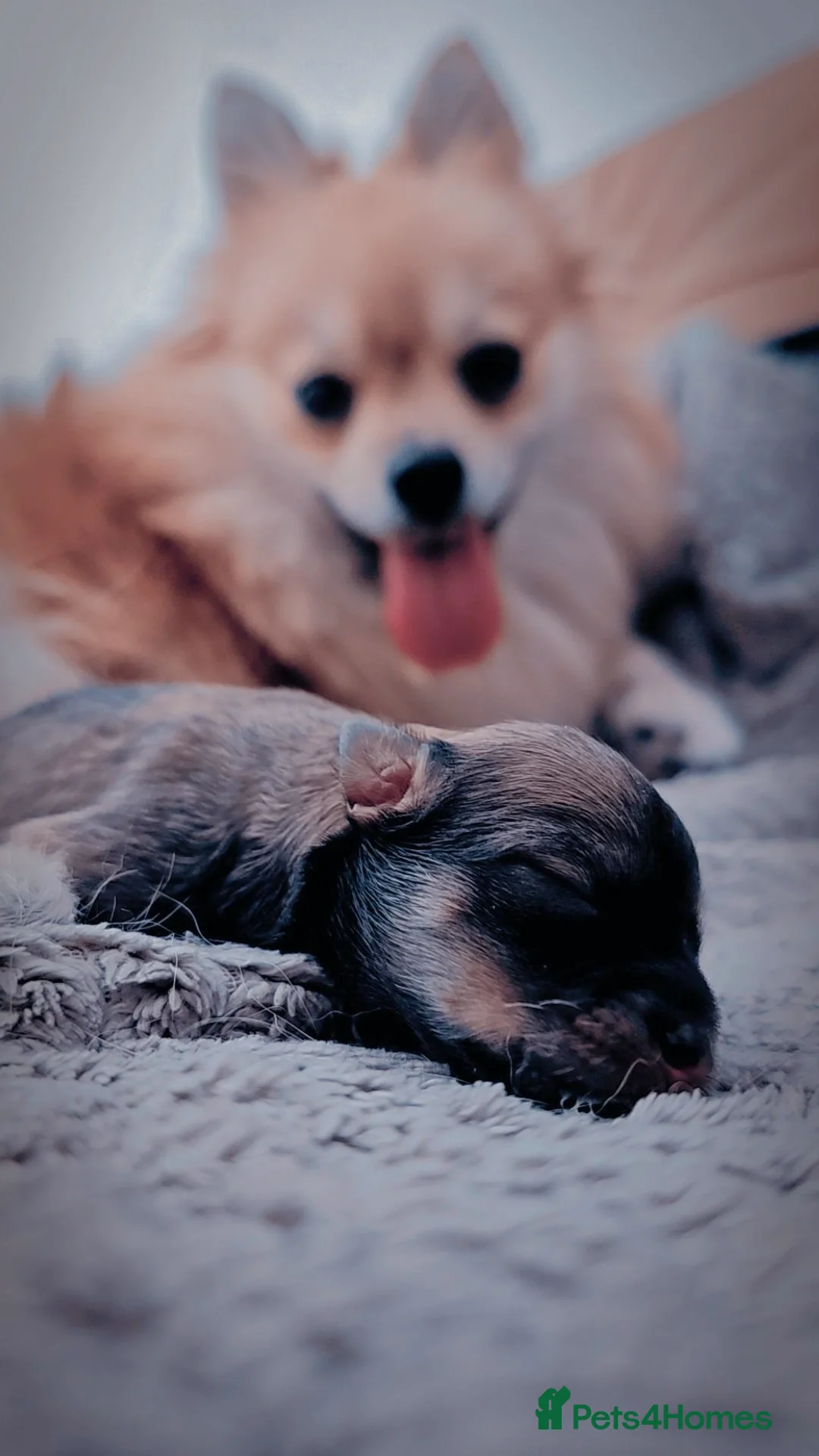 Pomeranian dogs for sale: Pomeranian puppies for loving and caring families  - Image 12