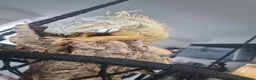 Iguana reptiles for sale: Iguana - Advert 4