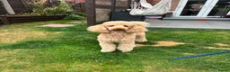 Standard Poodle dogs for stud: Standard Poodle for Stud - Advert 3