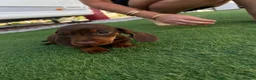 Dachshund dogs for sale: Miniature dachshunds microchipped  in Stoke-on-Trent - Advert 5