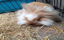 Mini Lion Lop rabbits for sale: 3 boys 1 girl mini lion lop - Image 15