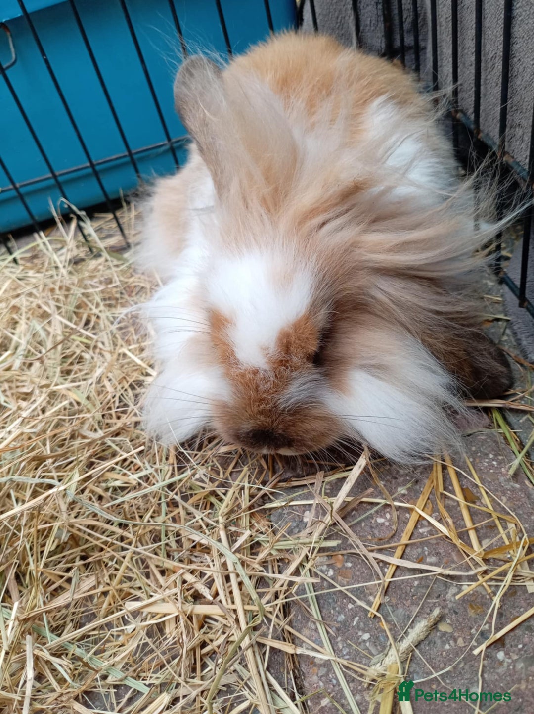 Mini Lion Lop rabbits for sale: 3 boys 1 girl mini lion lop - Image 15