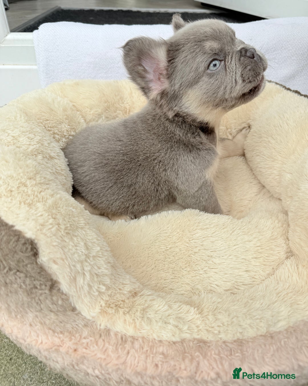 French Bulldog dogs for sale: Visual fluffy ** French bulldog puppies - Image 14