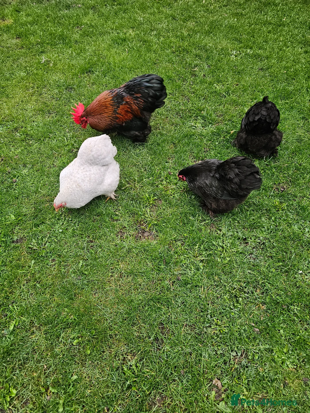 Chickens poultry for sale: Pekin Bantam hatching eggs - Advert 6