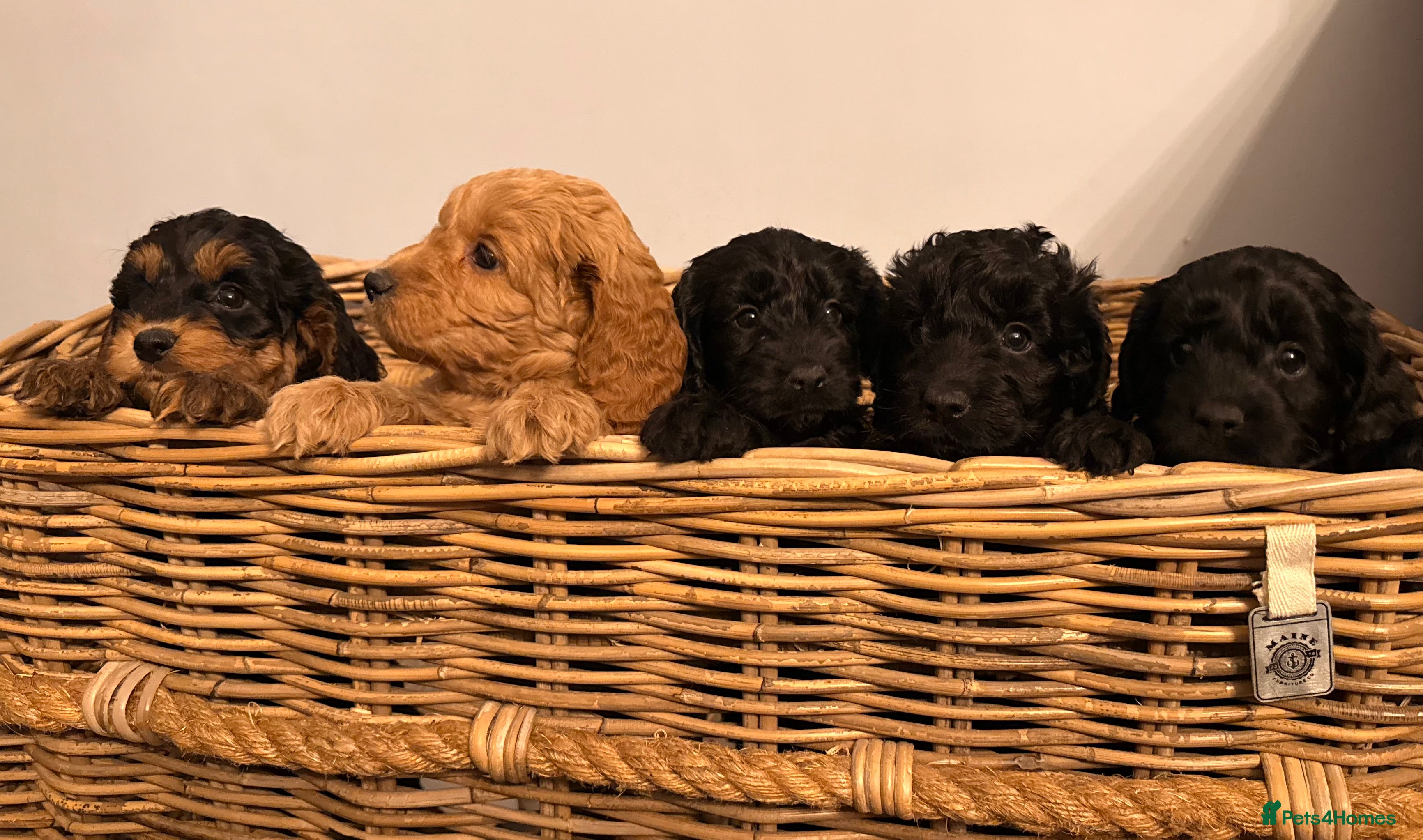 Cockapoo dogs Stunning litter of F1 Cockapoo Puppies  - Advert 1