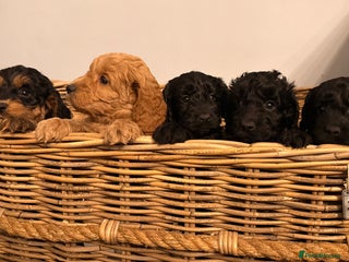 Cockapoo dogs Stunning litter of F1 Cockapoo Puppies - Advert 1