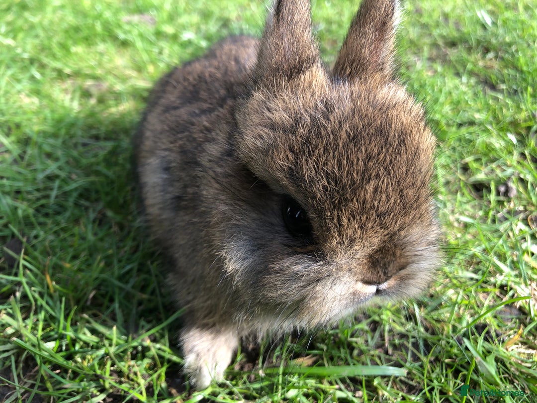 Netherland Dwarf rabbits for sale: 5 netherland dwarf bunnies - Image 3
