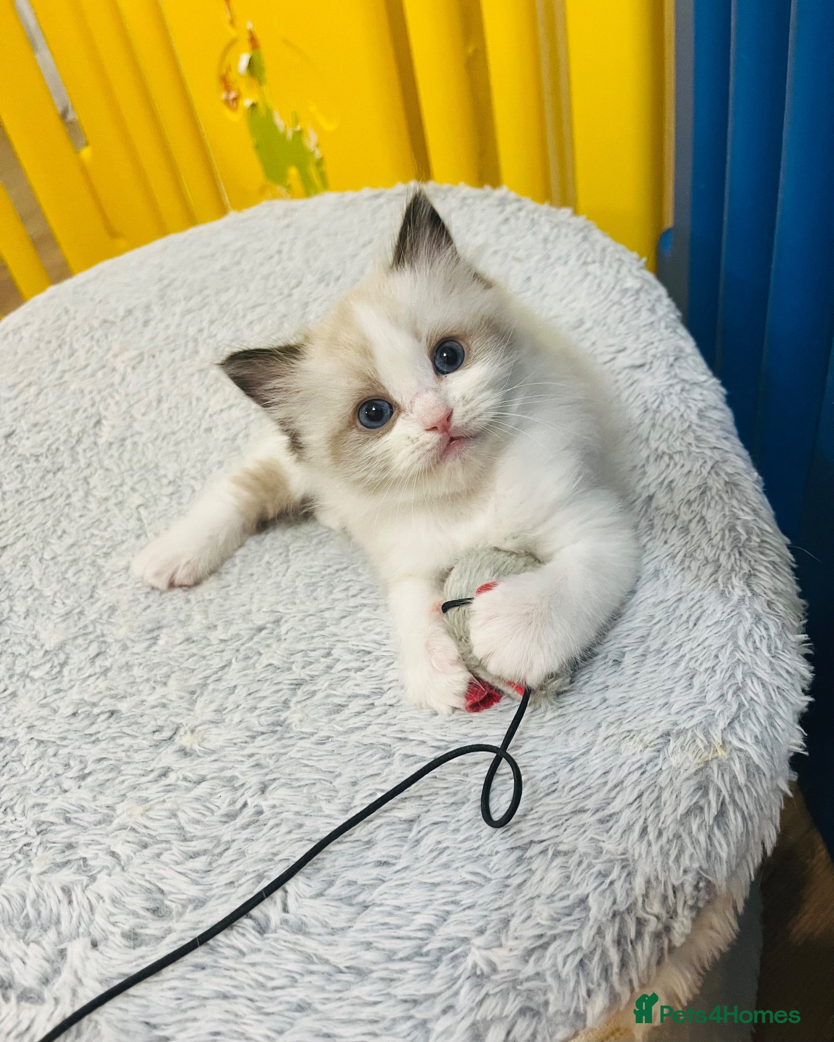 Ragdoll cats GCCF registered Ragdoll Kittens - Advert 16