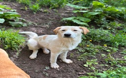 Mixed Breed dogs for adoption: Friendly 7 month old pup needs a home! - Image 2