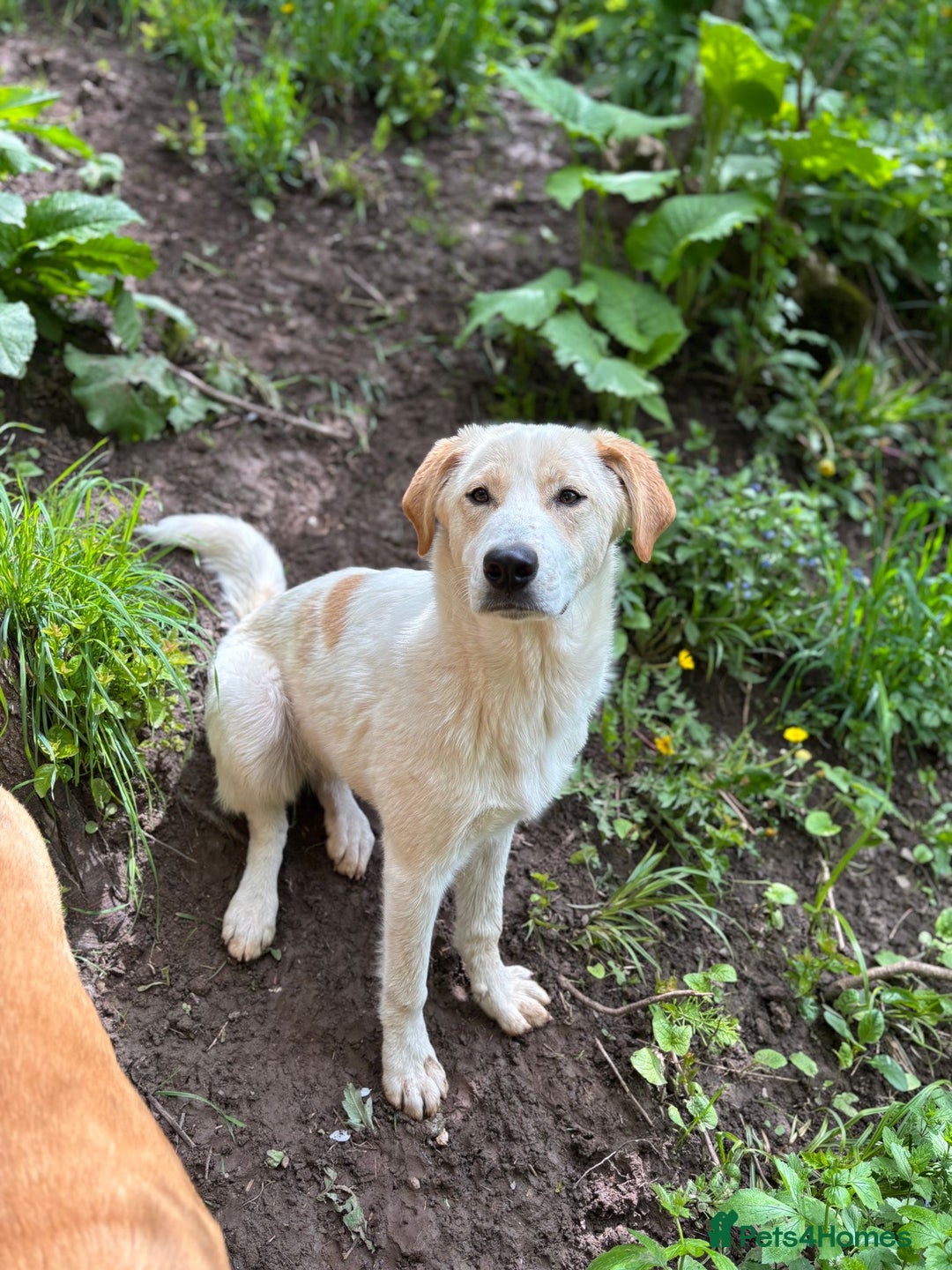 Mixed Breed dogs for adoption: Friendly 7 month old pup needs a home! - Image 2