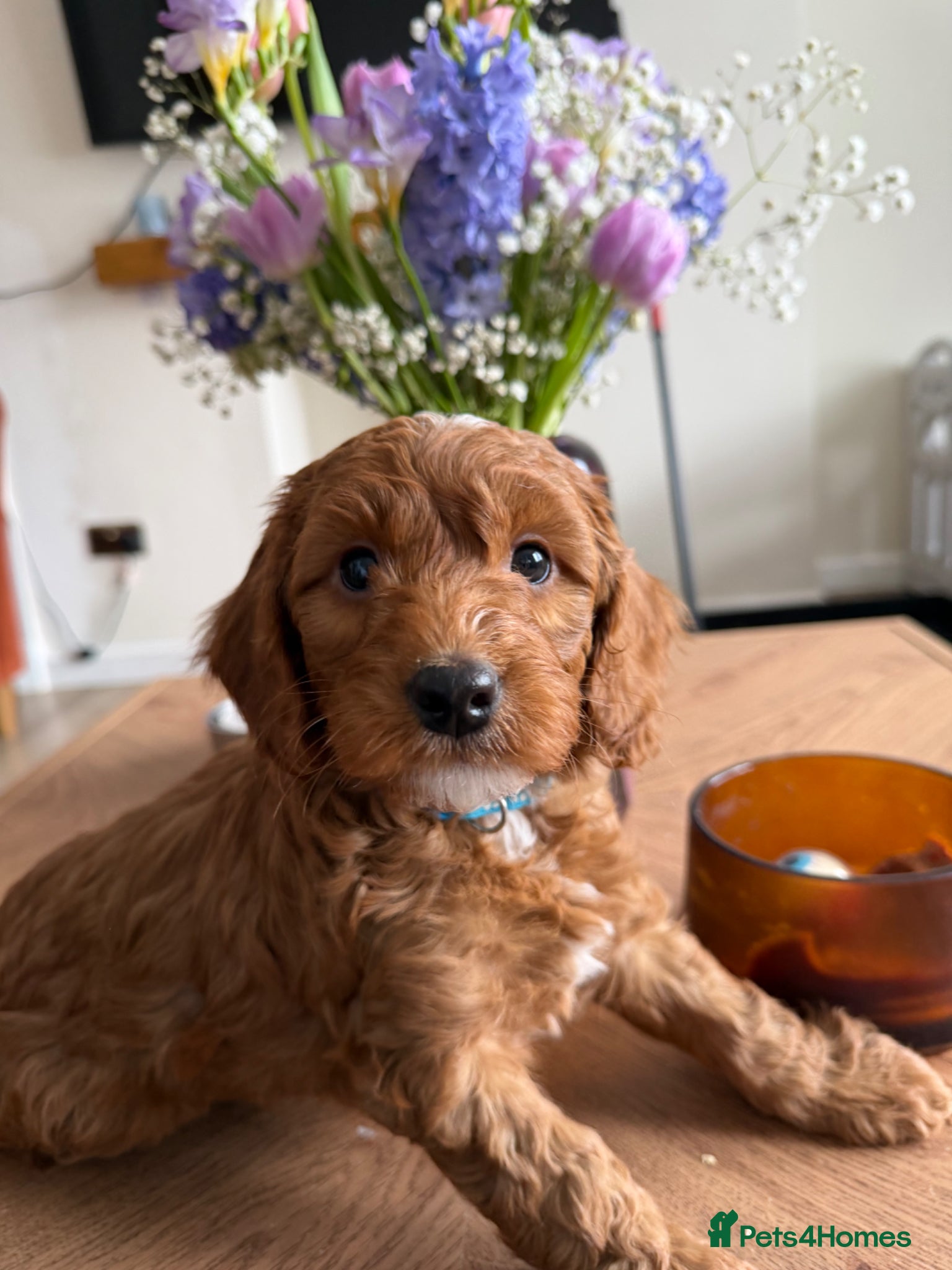 Cockapoo dogs 🌸Extensively health tested cockapoo puppy🌸 - Advert 1