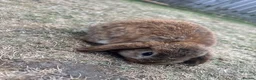 Mini Lop rabbits for sale: Mixed Mini Lop Rabbits - Advert 7