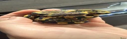 Python Snake reptiles for sale: Yellowbelly-het Pied Male - Advert 8