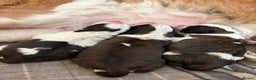 Saint Bernard dogs for sale: Litter of Saint Bernard puppies - Advert 8