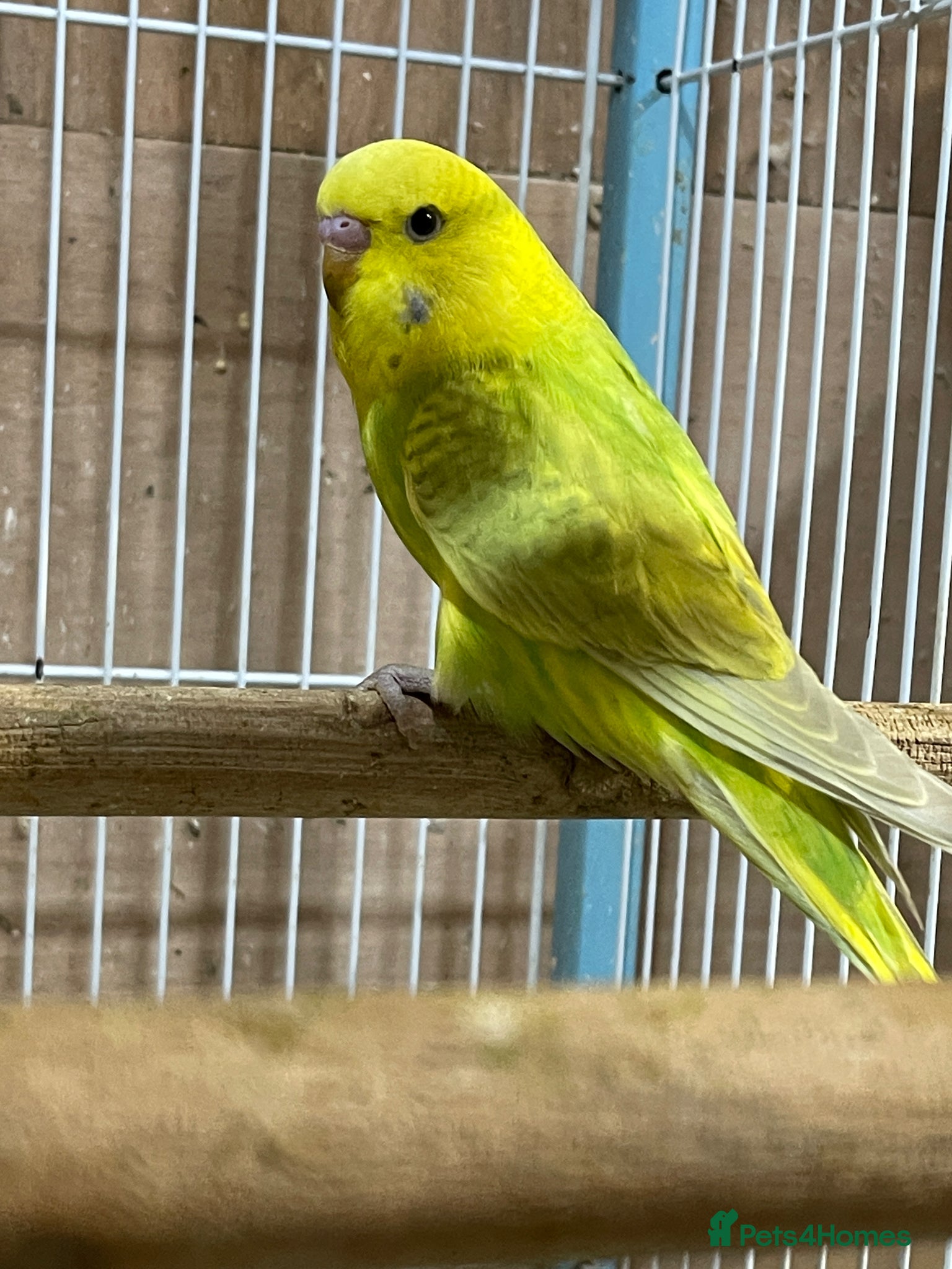 Budgerigars birds Budgies  - Advert 1