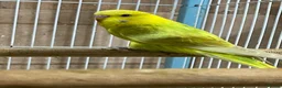 Budgerigars birds for sale: Budgies  - Advert 1