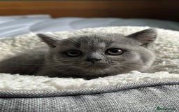British Shorthair cats for sale: Pedigree British Shorthair Kittens - Image 25