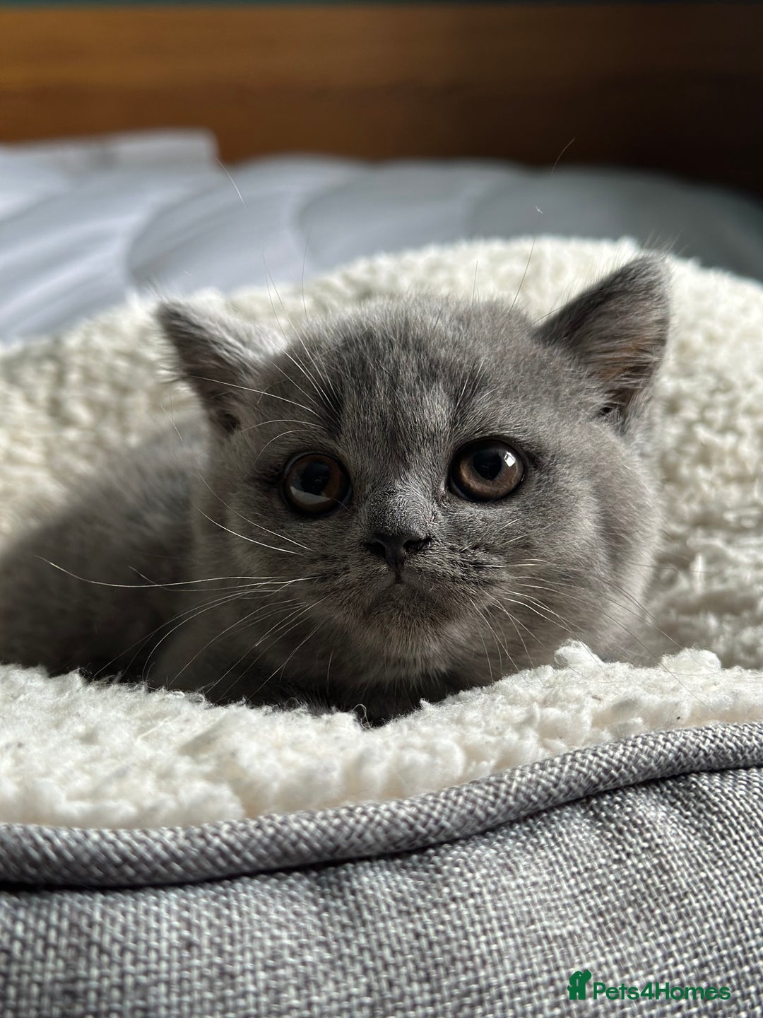 British Shorthair cats for sale: Pedigree British Shorthair Kittens - Image 25