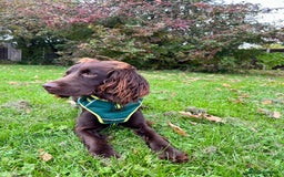 Sprocker dogs for stud: Stunning Cocker Spaniel Cross for Stud  - Image 3