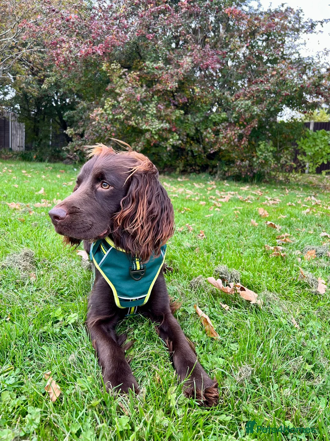 Sprocker dogs for stud: Stunning Cocker Spaniel X available for Stud  - Advert 3