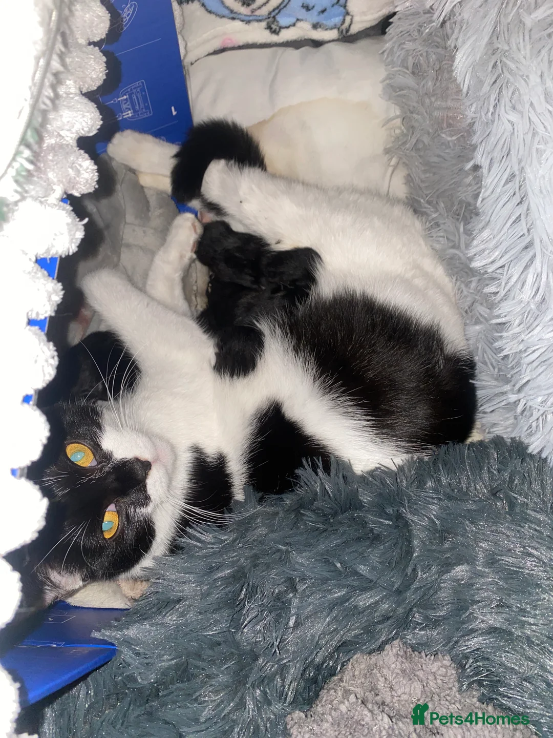 Domestic Shorthair cats for sale: 4 black and white tuxedo kittens for sale - Advert 9