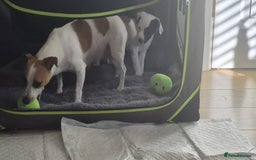 Jack Russell dogs for sale: 1 Beautiful boy Jack Russell puppy left for sale - Image 24