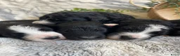 Bernedoodle dogs for sale: STUNNING DNA CLEAR BERNEDOODLES  - Advert 4