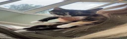 Ragdoll cats for sale: Ragdollx  - Advert 7