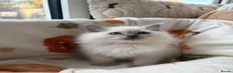Ragdoll cats for sale: ✨ Beautiful GCCF Ragdoll Kittens from Serenity✨ - Advert 21