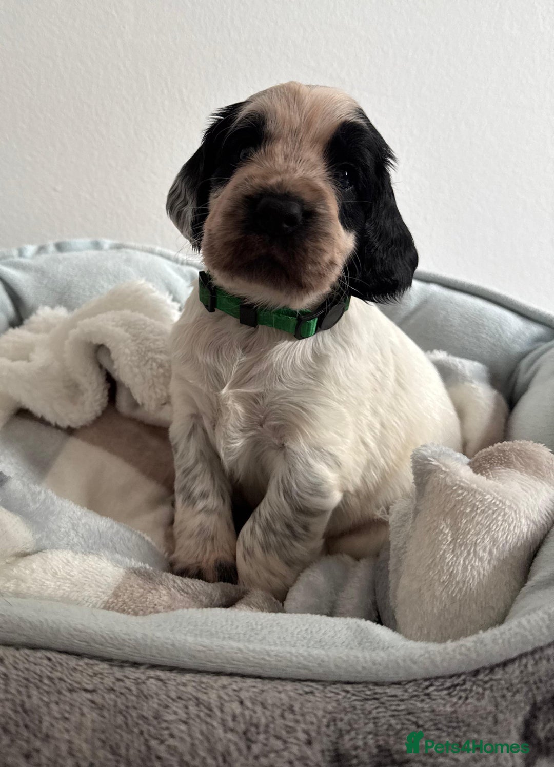 Sprocker dogs for sale: STRIKING SPROCKER SPANIEL PUPPIES  - Image 6