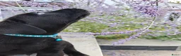 Labrador Retriever dogs for sale: Beautiful Black Labrador Boys Ready Soon - Advert 11