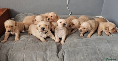 Golden Retriever dogs - Advert 19