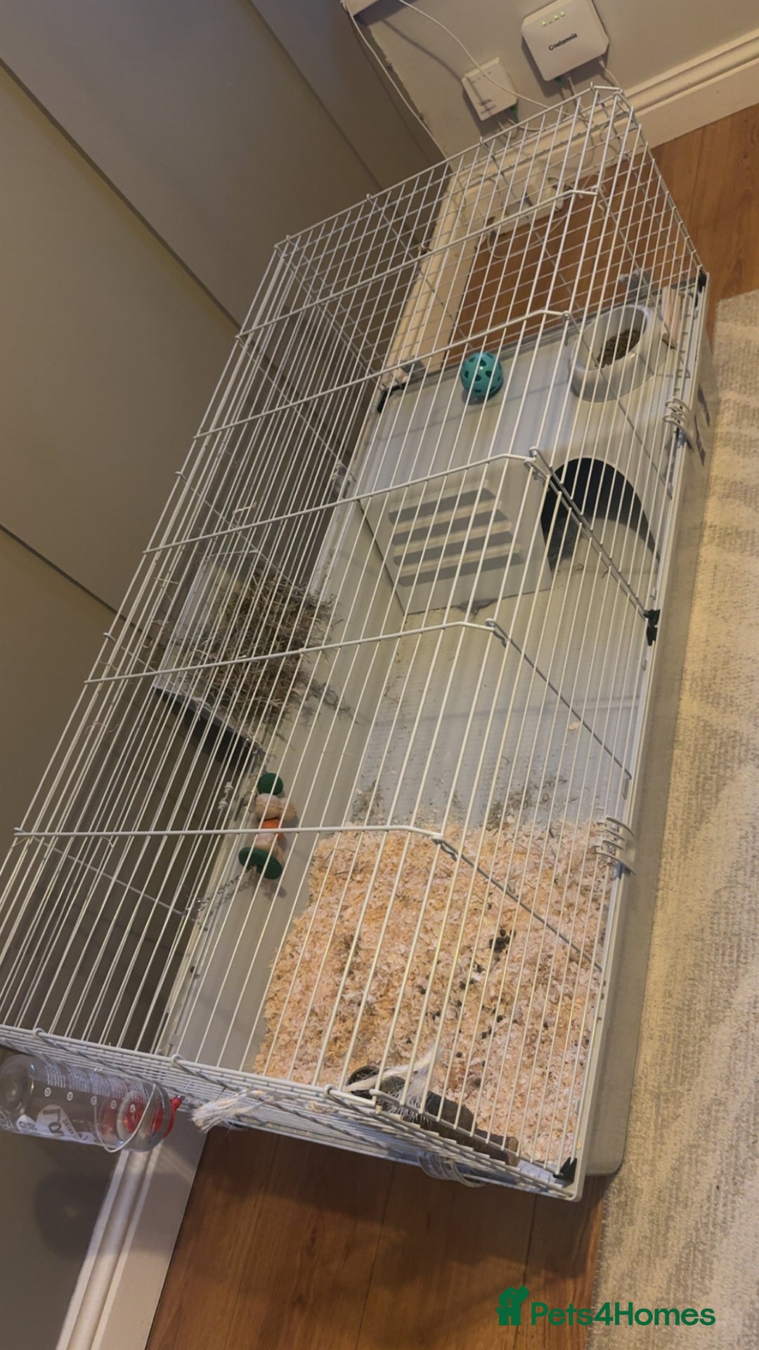 Netherland Dwarf rabbits for sale: Netherland dwarf male rabbit  - Advert 2