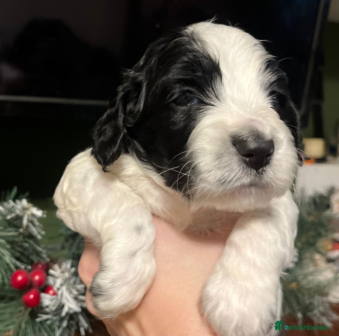 Sprocker dogs for sale: The Best of Both Worlds: Laid-Back & Brainy  - Advert 21