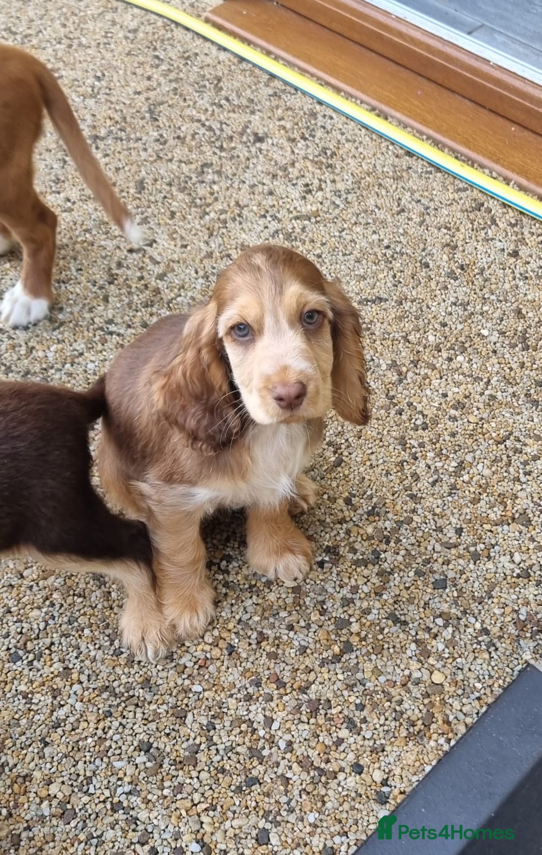 Cocker Spaniel dogs for sale: Gorgeous Chocolate & Sable Show Cocker Pups Ready - Image 33