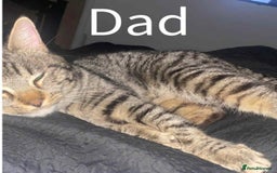 Ragdoll cats for sale: Kittens - Image 5