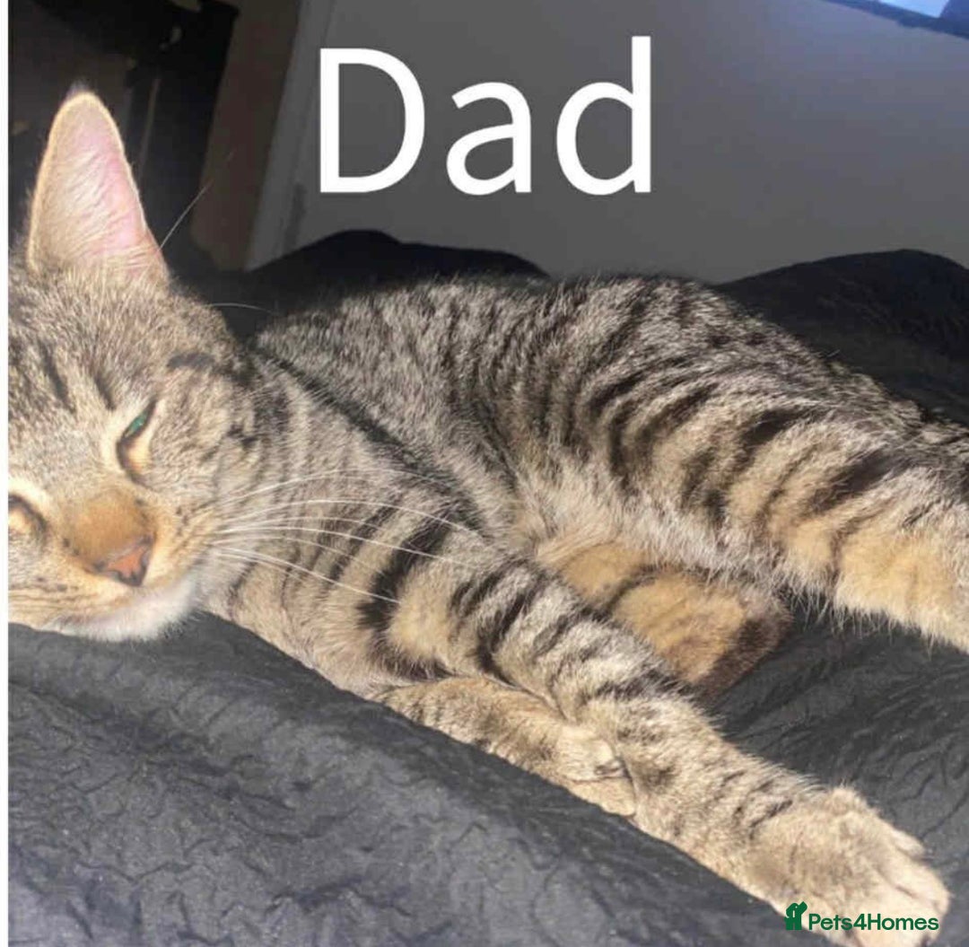 Ragdoll cats for sale: Kittens - Image 5