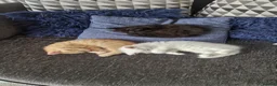 Maine Coon cats for sale: Five kittens looking for forever home.  - Advert 2