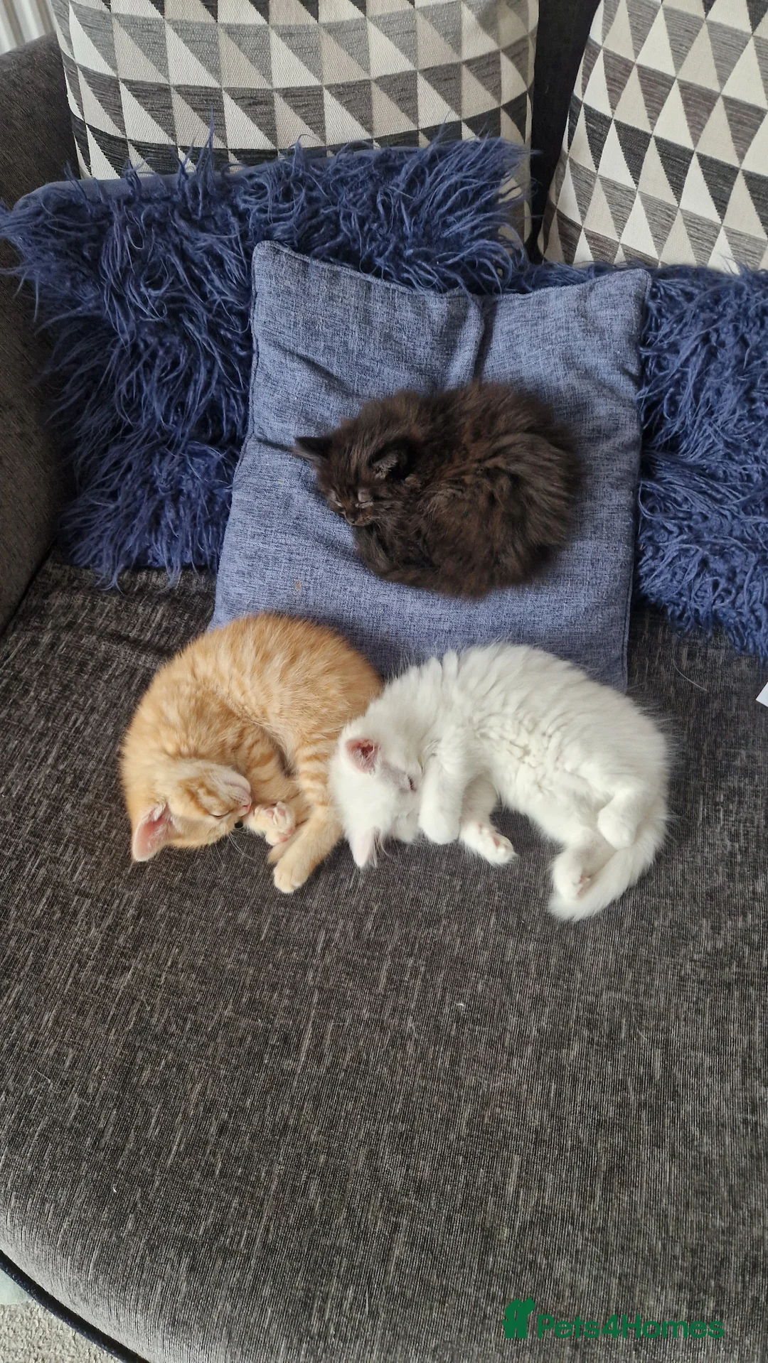 Maine Coon cats for sale: Five kittens looking for forever home.  - Advert 2