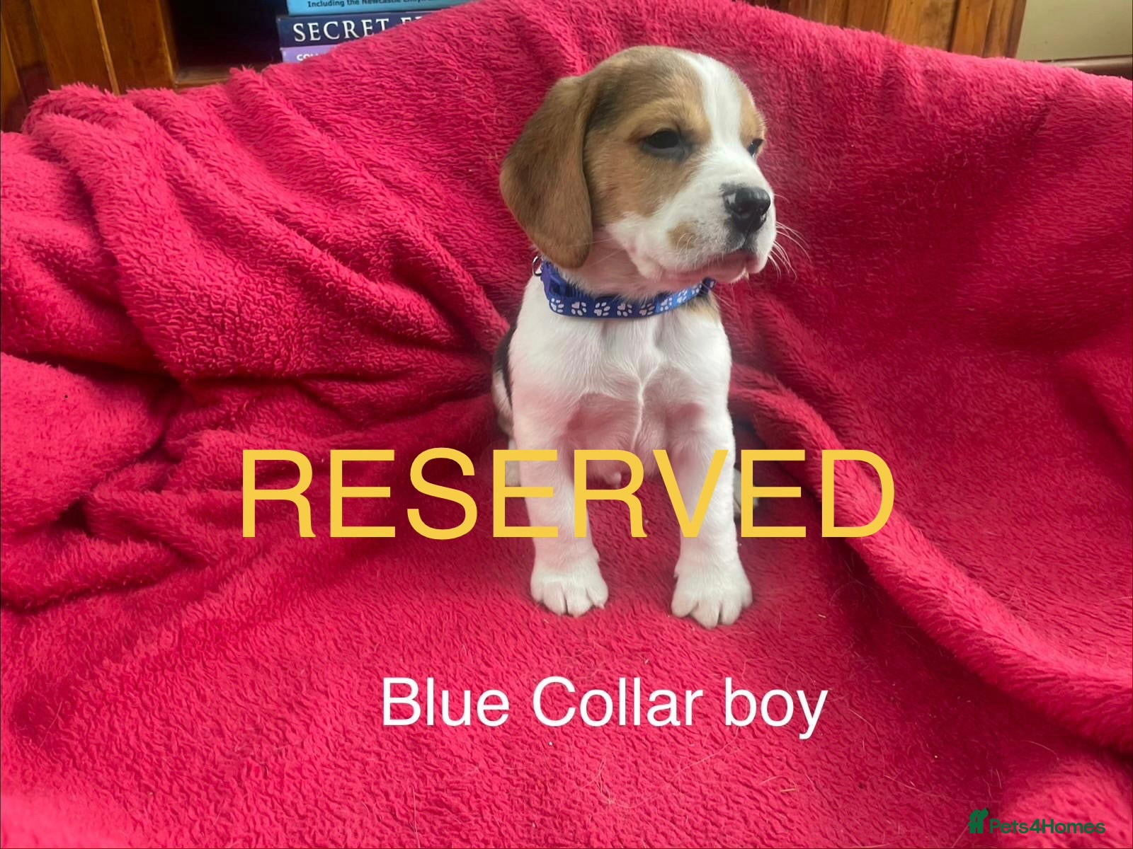 Beagle dogs Beautiful Beagle puppies for sale - Advert 2