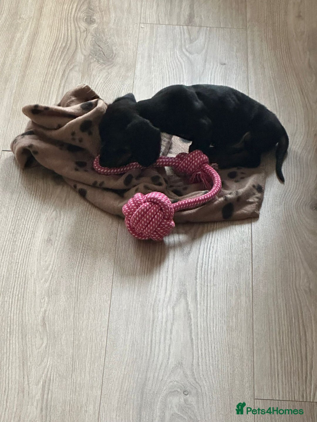 Dachshund dogs for sale: Beautiful male dachshund puppy  - Advert 4