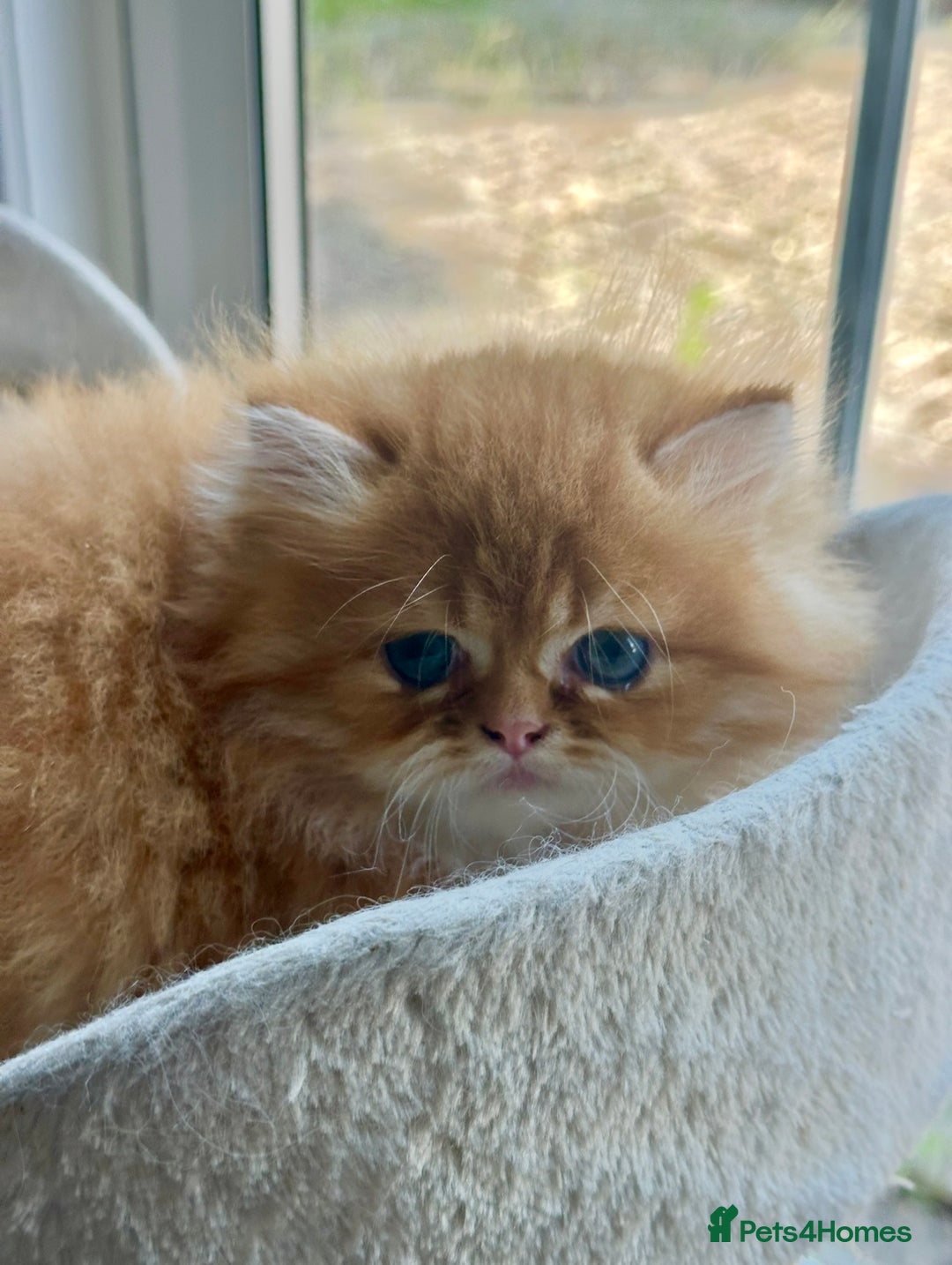 Persian cats for sale: Chinchilla kittens  - Image 10