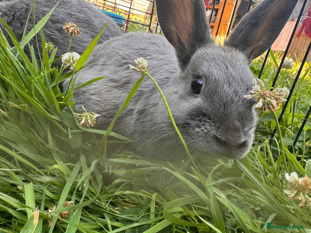 Netherland Dwarf rabbits for sale: Adorable Baby Netherland Dwarf Rabbits - Advert 2