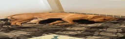 Labrador Retriever dogs for sale: 3 kc reg Labrador pups looking for new homes.  - Advert 8
