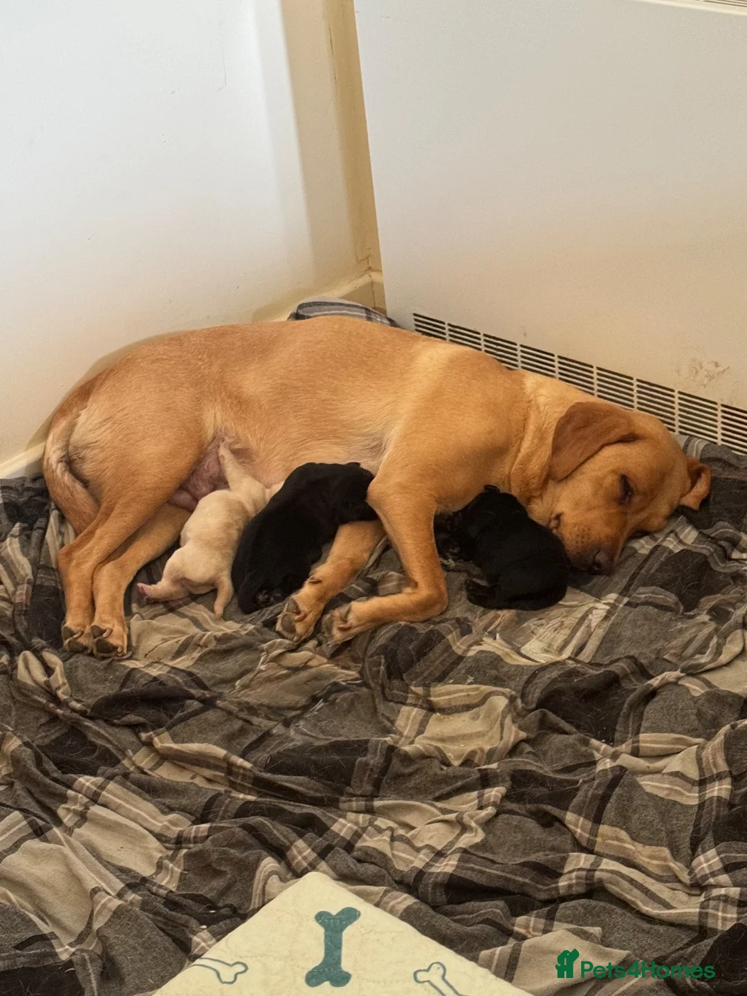 Labrador Retriever dogs for sale: 3 kc reg Labrador pups looking for new homes.  - Advert 8