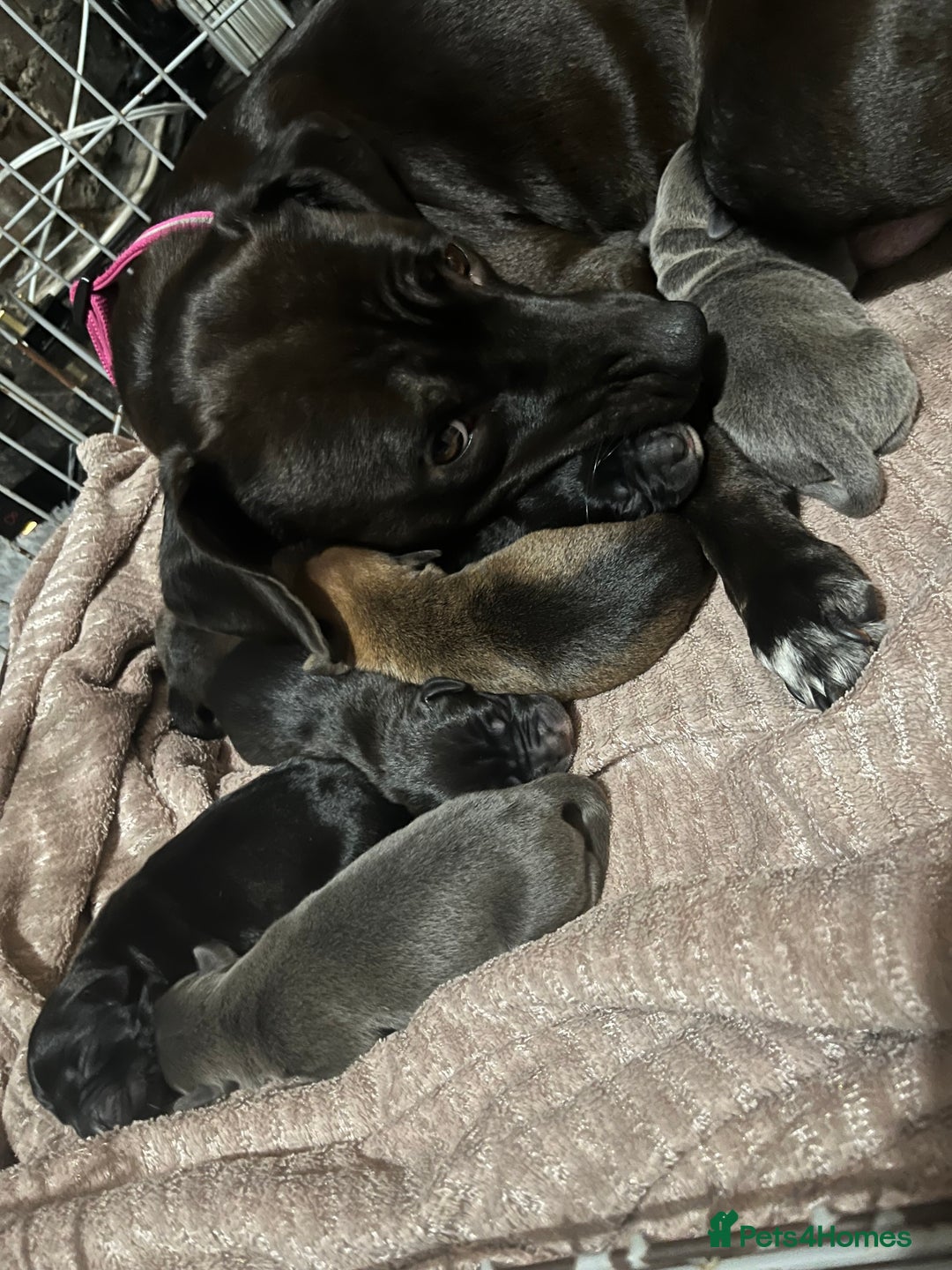 Mixed Breed dogs for sale: Staffy mix puppies for sale  - Advert 1