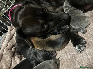 Mixed Breed dogs Staffy mix puppies for sale - Advert 3