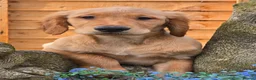 Golden Retriever dogs for sale: *Beautiful Dna clear, KC reg male puppy* - Advert 7